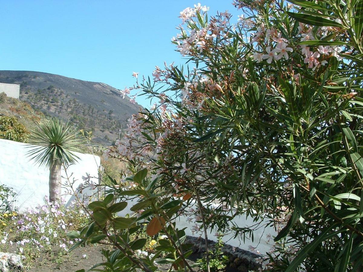 פואנקאליינטה דה לה פלמה Casa Los Vinedos B מראה חיצוני תמונה